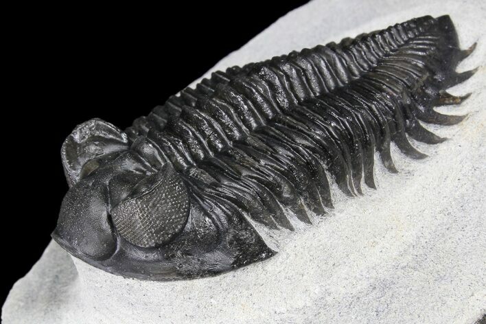 Coltraneia Trilobite Fossil - Huge Faceted Eyes #86006